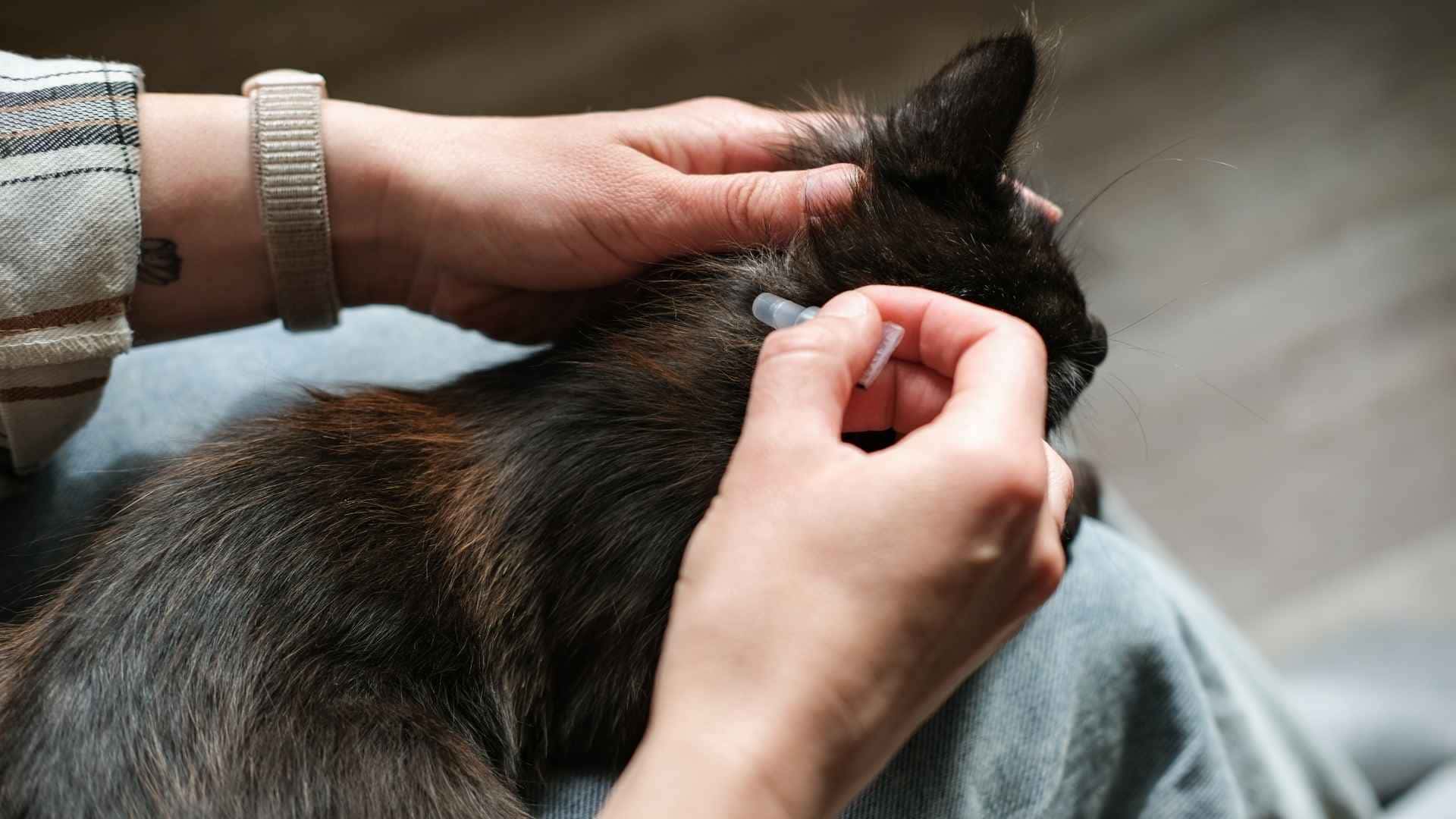 Cómo aplicar una pipeta a un gato